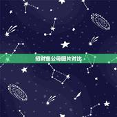 招财鱼公母图片对比，招财鱼如何分公母？