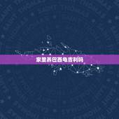 家里养巴西龟吉利吗，家里养乌龟好吗