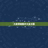 大发财树图片大全大图，发财树是独杆好.还是大辫子好