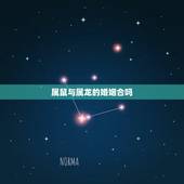 属鼠与属龙的婚姻合吗，男属龙女属鼠婚姻状况