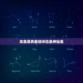 龙鱼混养最佳伴侣鱼神仙鱼，蓝曼龙和什么鱼混养最好