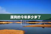属狗的今年多少岁了，十二生肖配对