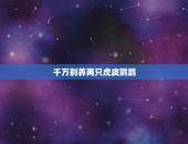千万别养两只虎皮鹦鹉，养了两只虎皮鹦鹉 想放生 合适么