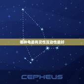 哪种龟最有灵性互动性最好，什么龟最有灵性