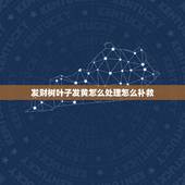 发财树叶子发黄怎么处理怎么补救，家里养的发财树叶子发黄怎么办？
