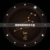 属蛇和属狗的合不合，属蛇的和属狗的合不合