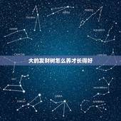 大的发财树怎么养才长得好，发财树怎么养才好？