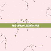 适合领导办公室摆放的绿植，领导办公室植物摆放风水有什么讲究