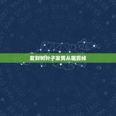 发财树叶子发黄从哪剪掉，发财树的叶子发黄干枯掉落怎么挽救