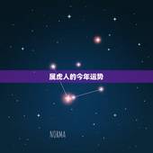 属虎人的今年运势，2022年是什么虎