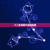 十二生肖图片动物实图，十二生肖12美女壁纸
