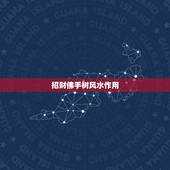 招财佛手树风水作用，佛手招财树的好处