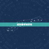 招财佛手树好吗，佛手果是不是招财的