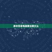 养中华草龟需要注意什么，中华草龟用自来水养行吗？喂什么？养龟的缸子里还