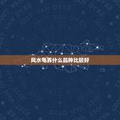 风水龟养什么品种比较好，家庭养龟养哪些品种好，还有和风水有没有关系。谢