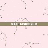 家里种什么花风水好又旺财，植物风水八个旺财增运方法：家里摆什么植物旺财