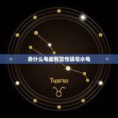 养什么龟最有灵性镇宅水龟，哪种乌龟最好养最有灵性