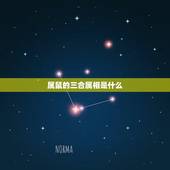 属鼠的三合属相是什么，老鼠的六三合是什么生肖