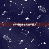 猪羊婚配绝佳真猪羊图片，羊年出生人与猪年出生的婚配怎么样