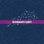 室内绿植品种大全图片，室内观赏植物有哪些 室内观赏植物图片大全