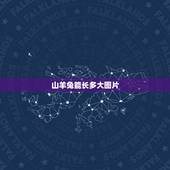 山羊兔能长多大图片，山羊抗兔lgg是什么