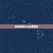 金钱龟用什么缸养最好，在街上买的小金钱龟，应该干养还是放水里养？