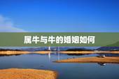 属牛与牛的婚姻如何，属牛跟属牛结婚好不好