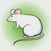 二年级十二生肖拼音表