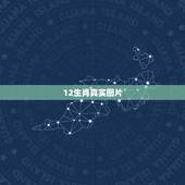 12生肖真实图片，十二生肖有什么动物图片
