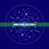 貔貅公母怎么区分图片，貔貅的公母怎样区分？