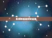怎样种植发财树盆栽，如何种好发财树？应该注意事项.