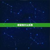 老鼠怕什么东西，老鼠怕什么东西不敢近