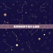 发财树的树干是什么植物，发财树是什么植物？
