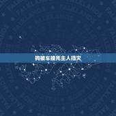 狗被车撞死主人挡灾，车撞死狗有什么预兆