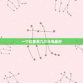 一个缸里养几只乌龟最好，家里养龟一般几只最吉利？