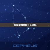 男属猪的找属什么属相，男属猪的五月出生最好找什么属相的对象