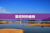 能招财的植物，为什么爬藤植物会招财