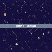 属兔的十一月的运势，属兔的今年运势1987年11月26