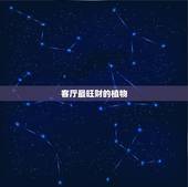 客厅最旺财的植物，客厅放什么植物好比较旺财的