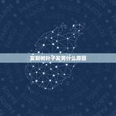 发财树叶子发黄什么原因，发财树叶子发黄怎么回事