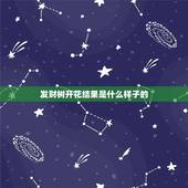 发财树开花结果是什么样子的，发财树开花后结了大果子，到底是怎么养的