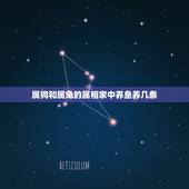 属狗和属兔的属相家中养鱼养几条，属相风水鱼养几条