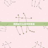 狗狗起什么名字好养活，给狗起个好养活的名字，好不好听不重要，重要的是好