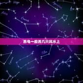 养龟一般养几只风水上，家庭养乌龟一般养几只？