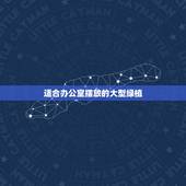 适合办公室摆放的大型绿植，办公室放什么大植物好