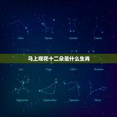 马上观花十二朵是什么生肖，马上观花十二朵解生肖