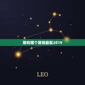 猴和哪个属相最配2019，92年属猴的2019年结婚忌什么属性接送