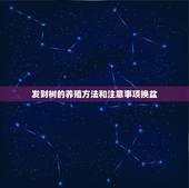 发财树的养殖方法和注意事项换盆，新移植的发财树怎么养？
