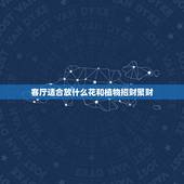 客厅适合放什么花和植物招财聚财，客厅财位放什么植物可以招财