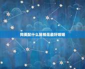 狗要配什么属相是最好婚姻，属猪与属狗的能相配吗